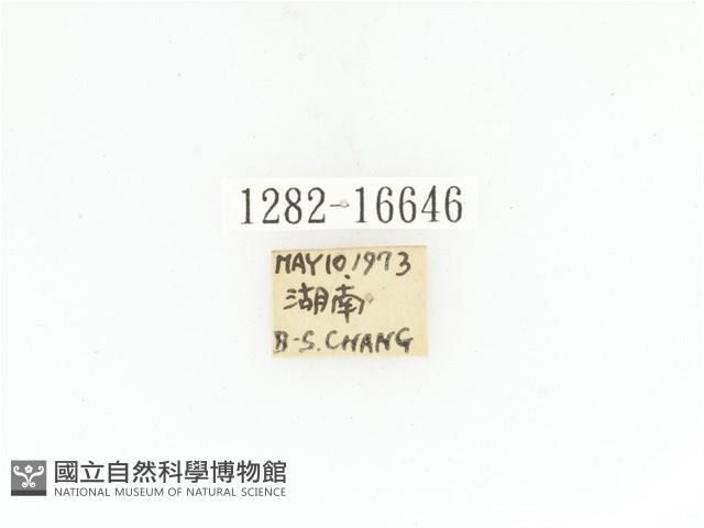 臺灣白條金龜藏品圖，第2張