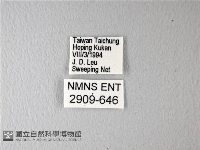 多姿麝鳳蝶藏品圖，第3張