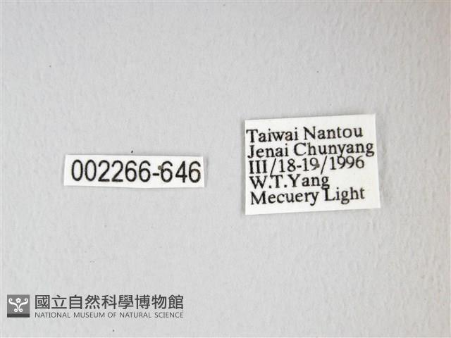 紅目天蠶蛾藏品圖，第3張