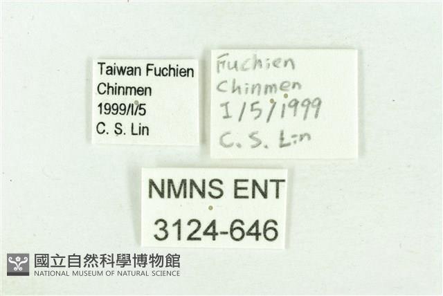 白傘弄蝶藏品圖，第3張