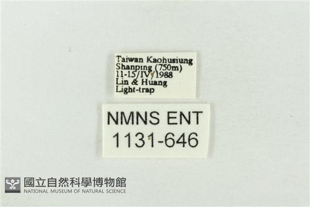 連珠波紋蛾藏品圖，第3張