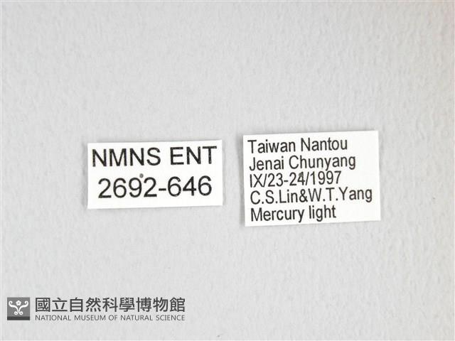 雙黑目天蠶蛾藏品圖，第3張