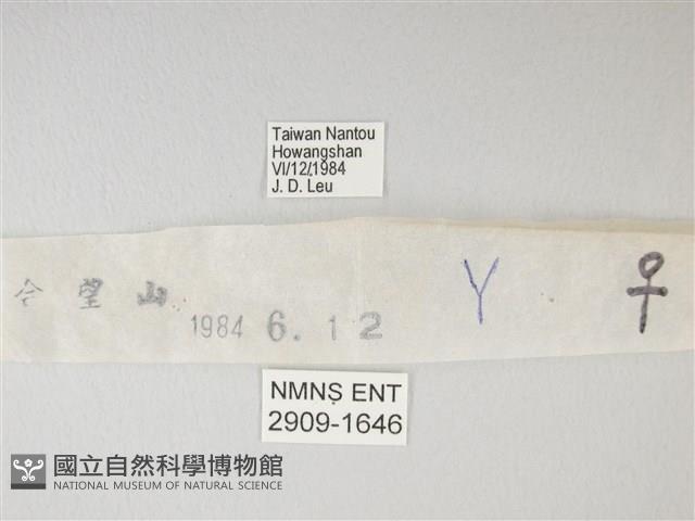 流星絹粉蝶藏品圖，第3張