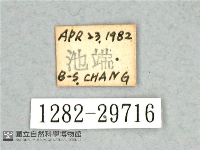 尖鋸舟蛾藏品圖，第3張