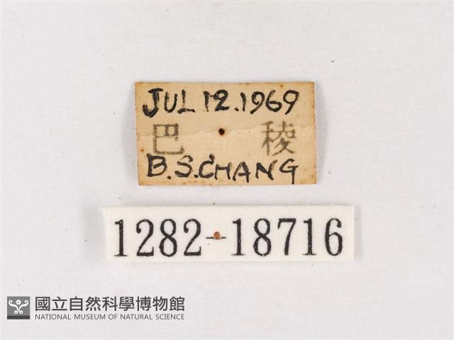 閃灰蝶藏品圖，第3張