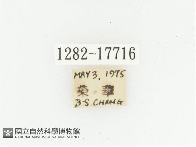 血紅虎斑花金龜藏品圖，第2張