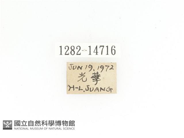 金艷騷金龜藏品圖，第2張