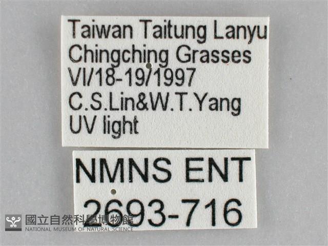 雙黃條天蛾藏品圖，第3張