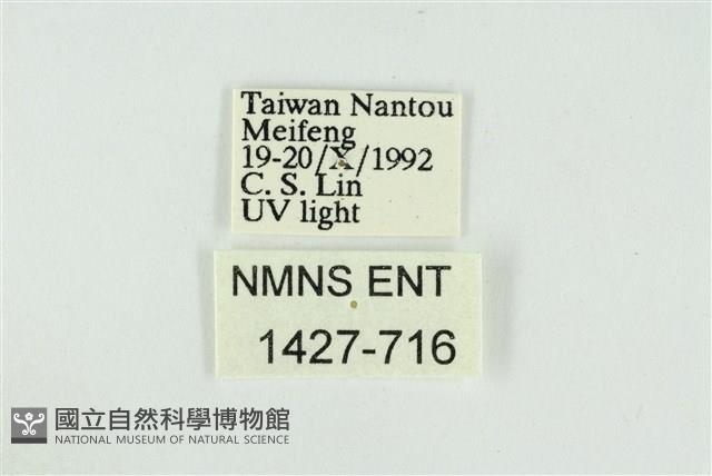 遠藤氏波紋蛾藏品圖，第3張