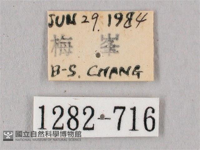 桃紅六點天蛾藏品圖，第3張