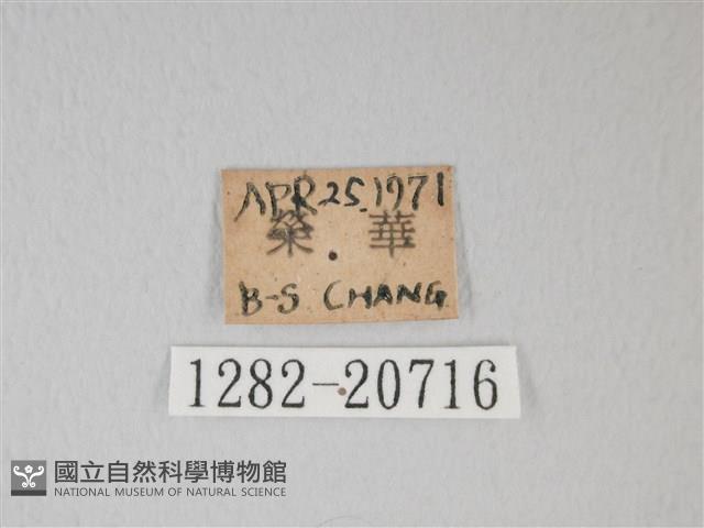 綠灰蝶埔里亞種藏品圖，第3張