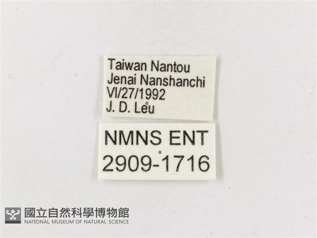 雙尾蛺蝶藏品圖，第3張