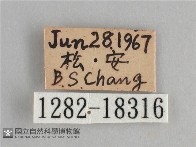 金鎧蛺蝶藏品圖，第3張