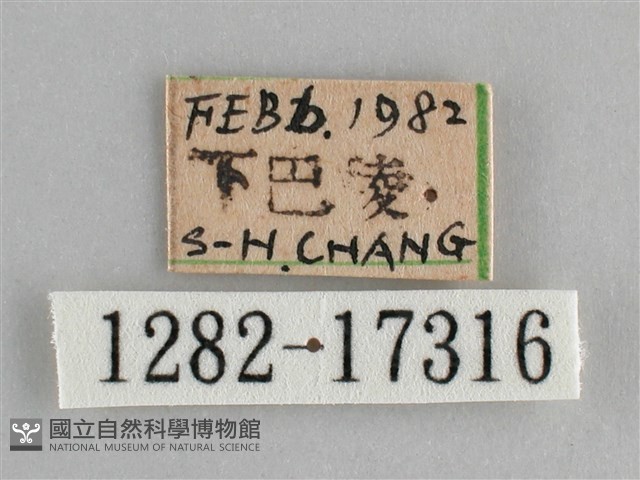 鱗紋眼蛺蝶藏品圖，第3張