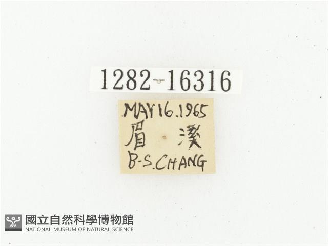 巴蘭陷紋金龜藏品圖，第2張