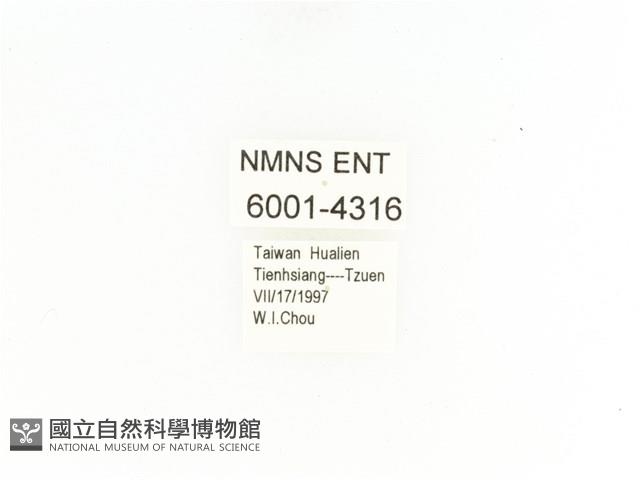 臺灣扇角金龜藏品圖，第2張