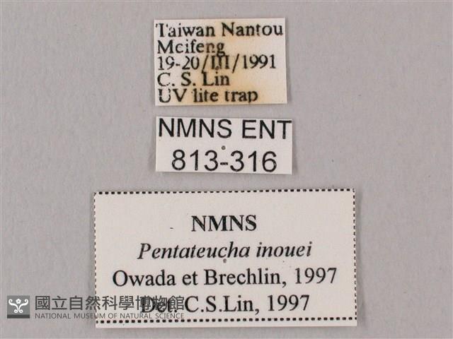 井上氏絨毛天蛾藏品圖，第3張