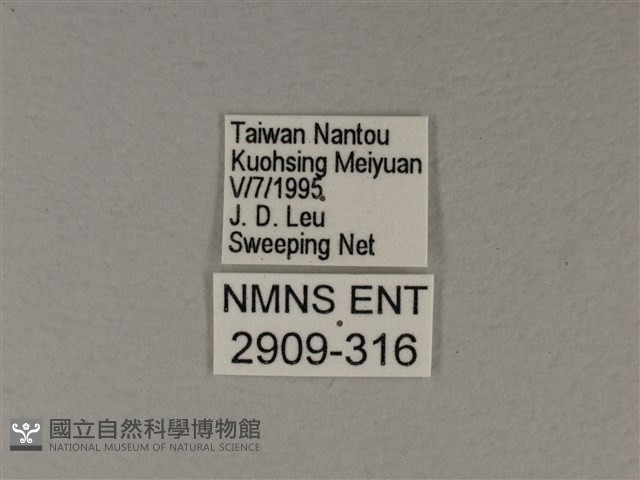 苧麻細蝶藏品圖，第3張