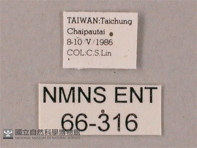 蒙古白肩天蛾藏品圖，第3張