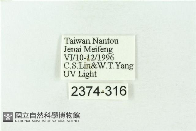 赭新污燈蛾藏品圖，第3張