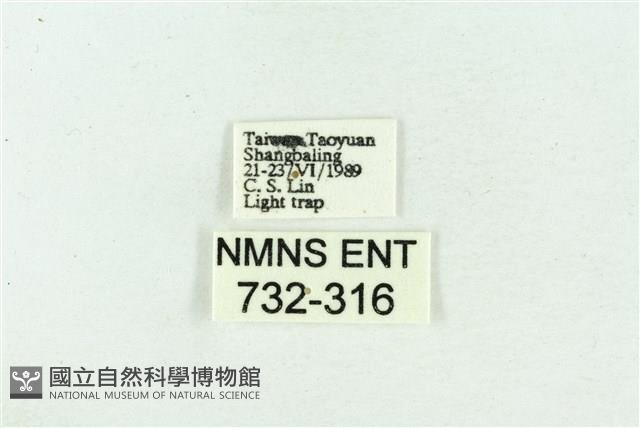 菊池污燈蛾藏品圖，第3張