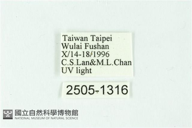 三色豔苔蛾藏品圖，第3張