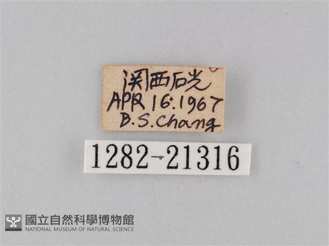小波眼蝶藏品圖，第3張