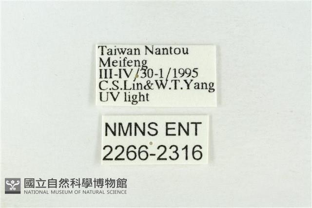 連珠波紋蛾藏品圖，第3張