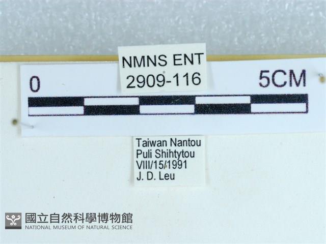 粉蝶燈蛾藏品圖，第3張