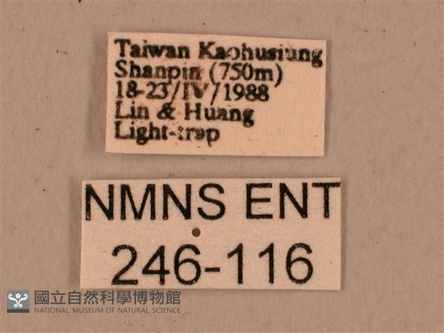 背中白天蛾藏品圖，第3張