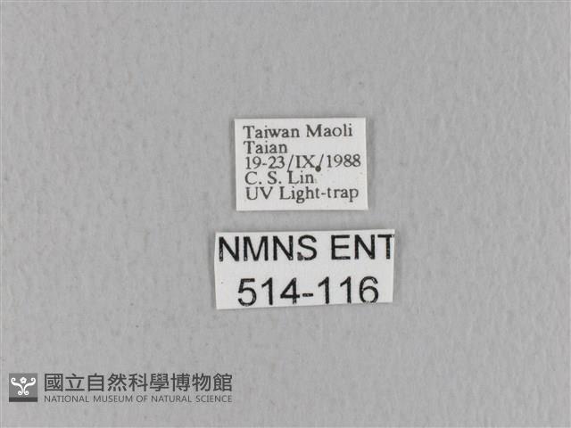 青枯葉蛾藏品圖，第3張