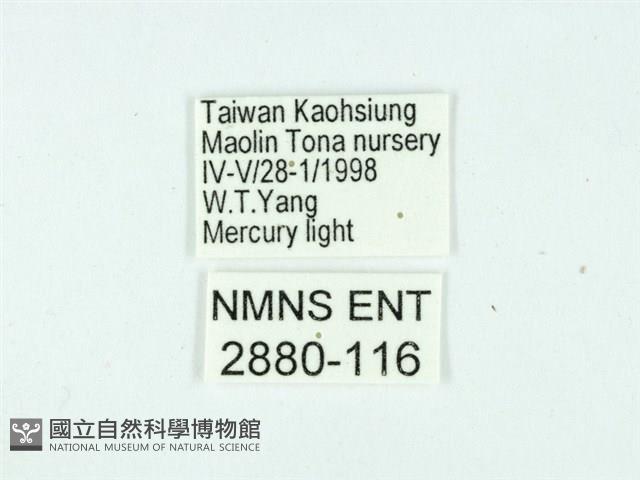 長腳大織蛾藏品圖，第3張