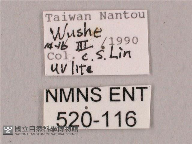 直翅六點天蛾藏品圖，第3張