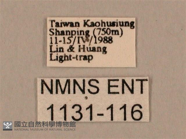 棕綠背線天蛾藏品圖，第3張