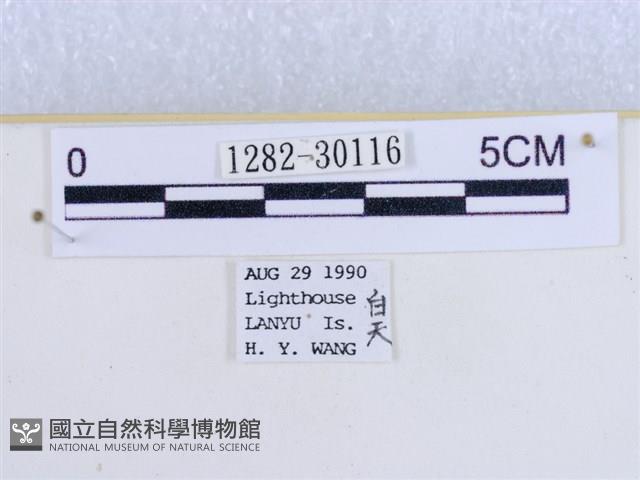 粉蝶燈蛾藏品圖，第3張