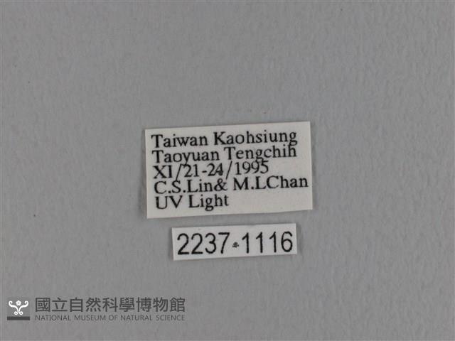 波紋枯葉蛾藏品圖，第3張