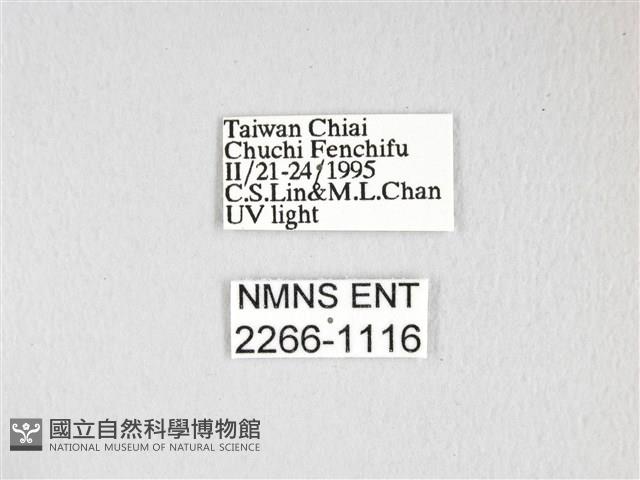 雙角小黑枯葉蛾藏品圖，第3張