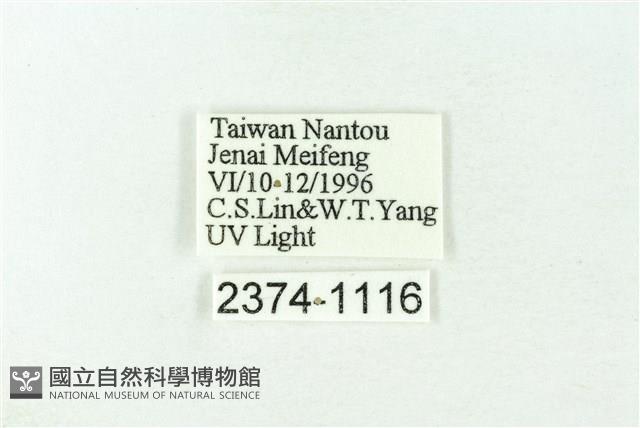 赭新污燈蛾藏品圖，第3張