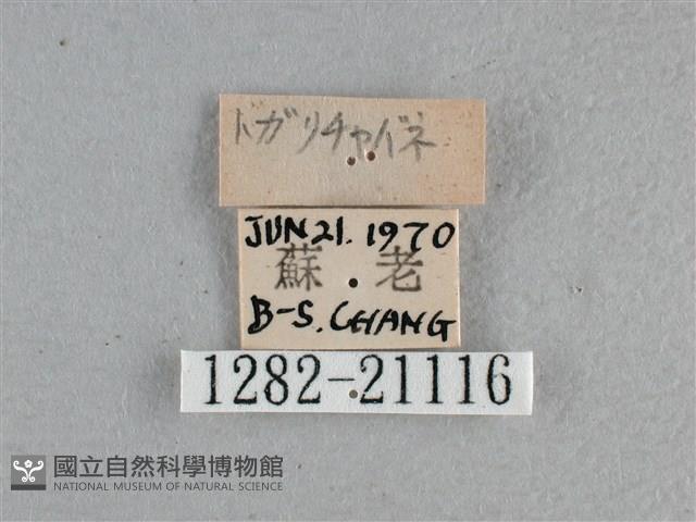 尖翅褐弄蝶藏品圖，第3張