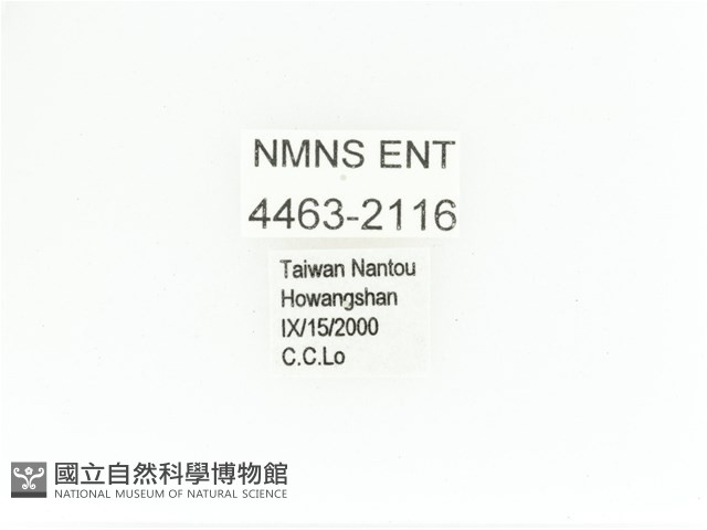 艷金龜藏品圖，第2張