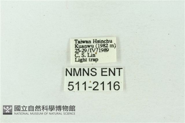 臺雪苔蛾藏品圖，第3張