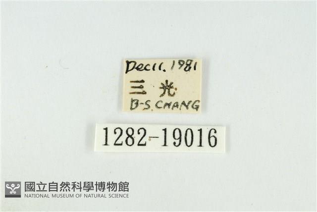 黑翅黃毒蛾藏品圖，第3張