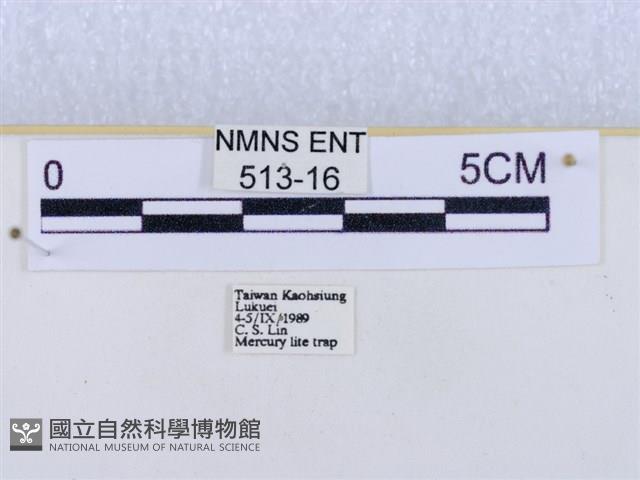 閃光苔蛾藏品圖，第3張