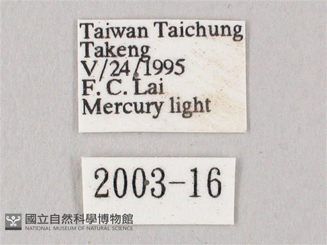 白點天蛾 藏品圖，第3張