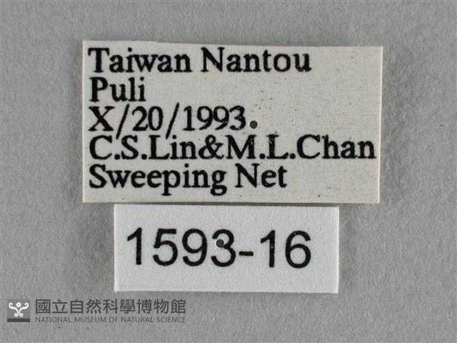 紫日灰蝶藏品圖，第3張