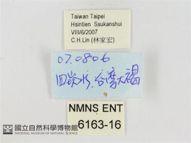 巨褐弄蝶藏品圖，第3張