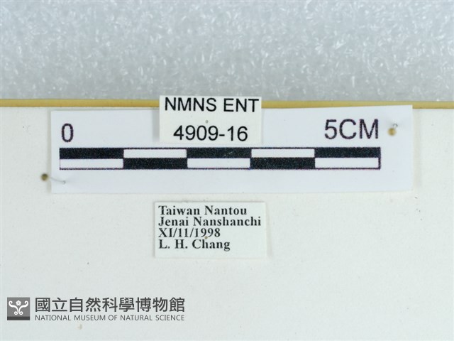 黑星環蛺蝶藏品圖，第3張