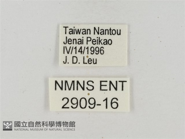 淡褐脈粉蝶藏品圖，第3張