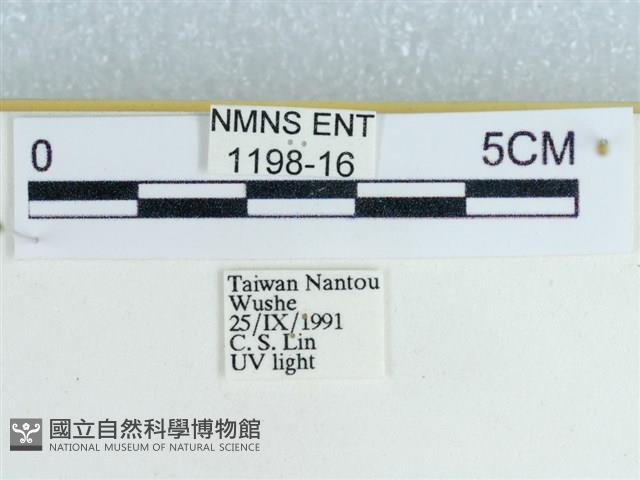 粉蝶燈蛾藏品圖，第3張