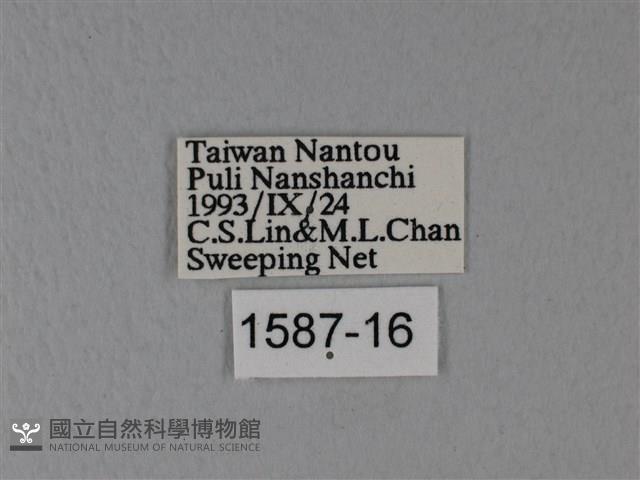 異粉蝶、雌白黃蝶藏品圖，第3張